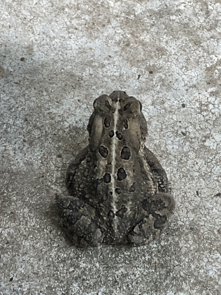 Fowler's Toad from Wrighton Rd, Lothian, MD, US on July 1, 2023 at 06: ...