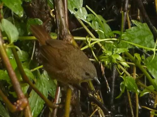 Naga Wren-Babbler