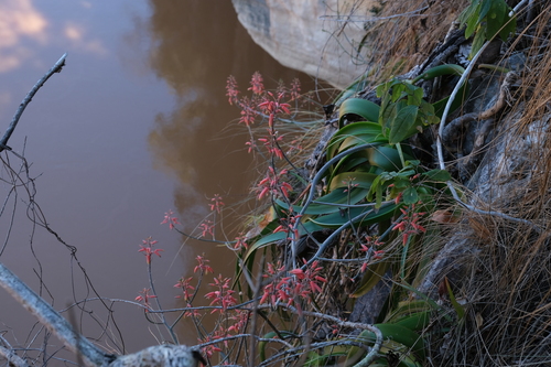 Aloe bosseri
