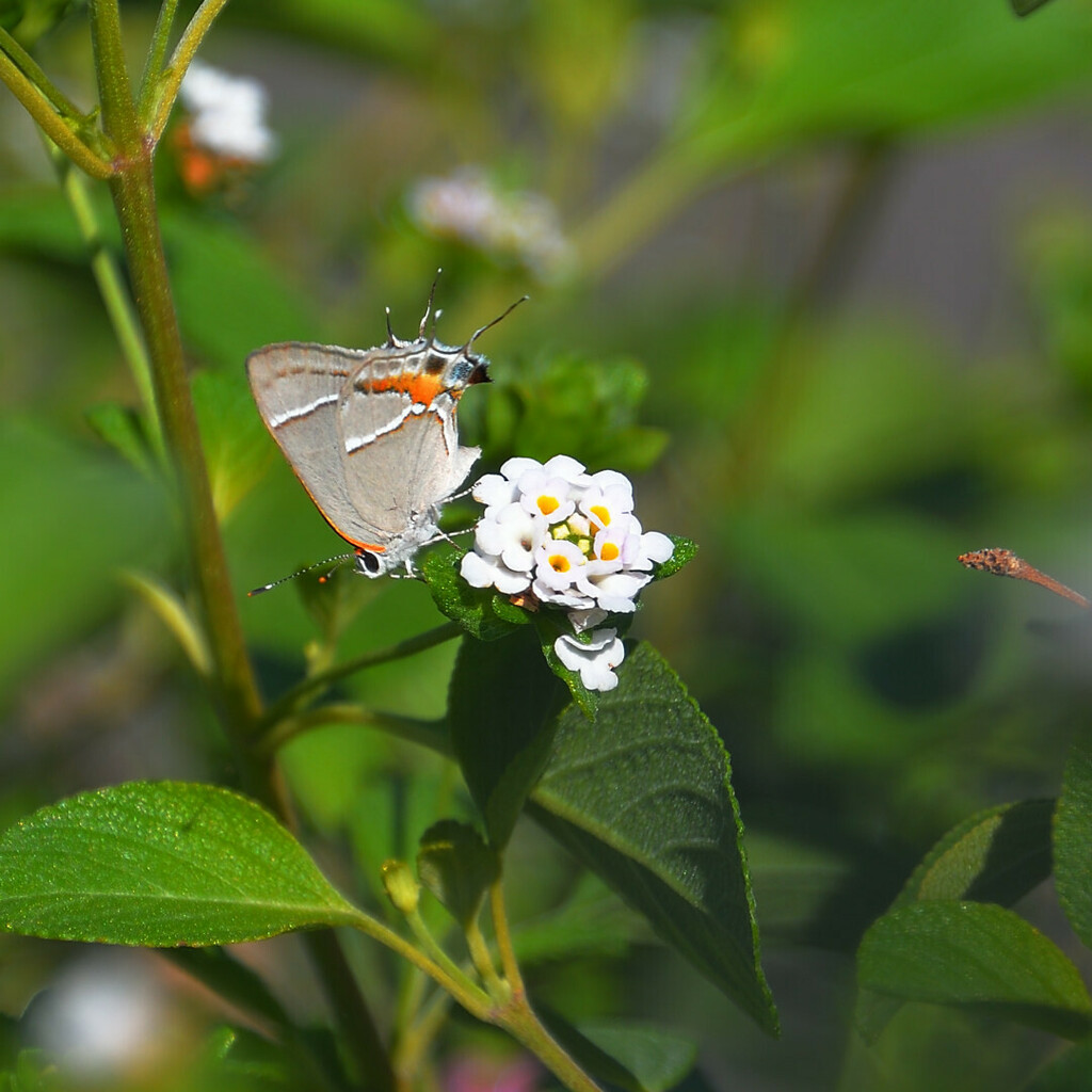 Martial Scrub-hairstreak In July 2023 By Pablo L Ruiz · Inaturalist