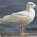 Larus hyperboreus - Photo (c) BJ Stacey, όλα τα δικαιώματα διατηρούνται