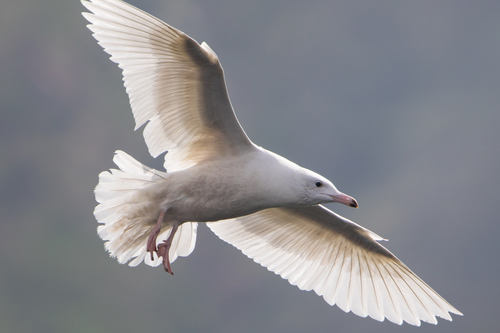 Glaucous Gull