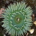 Actiniid Sea Anemones - Photo (c) rolandwirth, all rights reserved, uploaded by rolandwirth