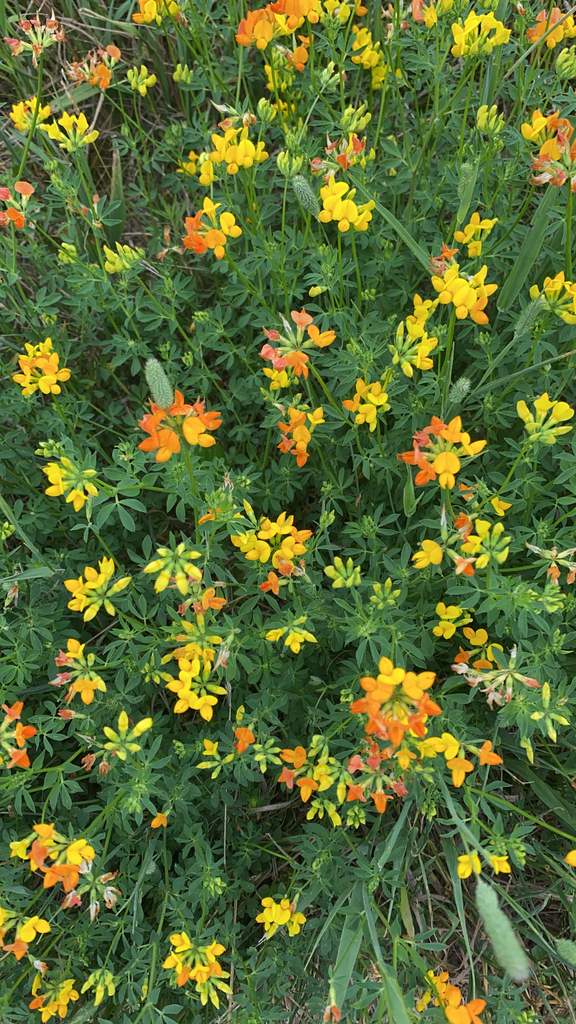 bird's-foot trefoil from North Prairie on July 1, 2023 at 09:07 AM by ...