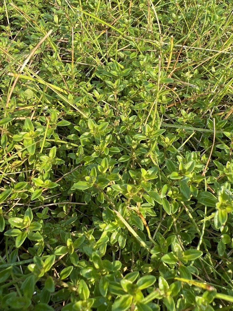 balms, mints, and thymes from Burke Ave, Pittsfield, MA, US on June 30