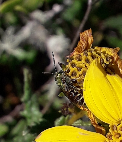Agapostemon peninsularis
