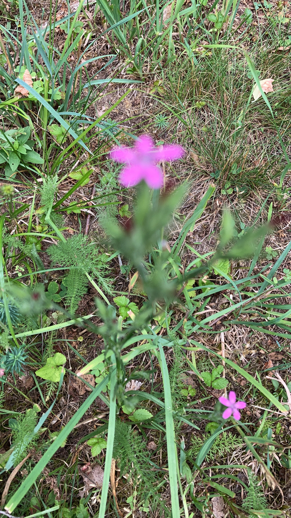 Deptford pink from Kalamazoo on July 1, 2023 at 1122 AM by Hector