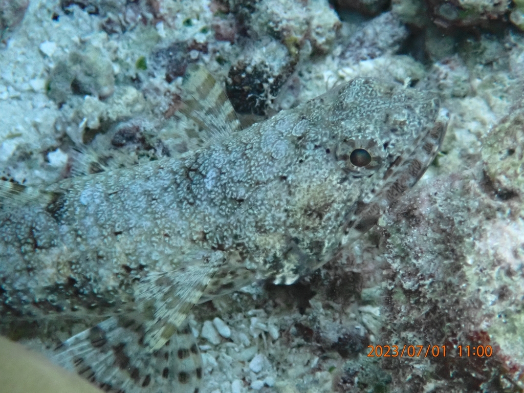 Slender Lizardfish from Maldives on July 1, 2023 at 1100 AM by Amir