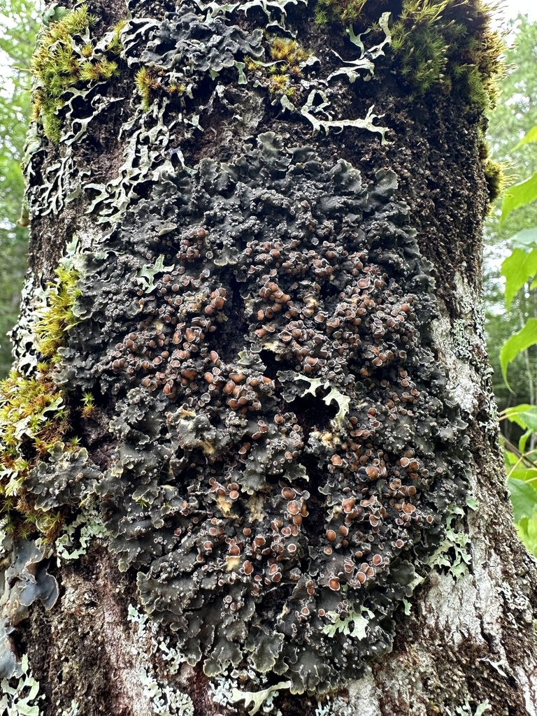 Wrinkled shingle lichen from lunenburg ca ns ca on july 1 2023 at 11