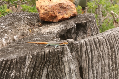 Rainbow Skink