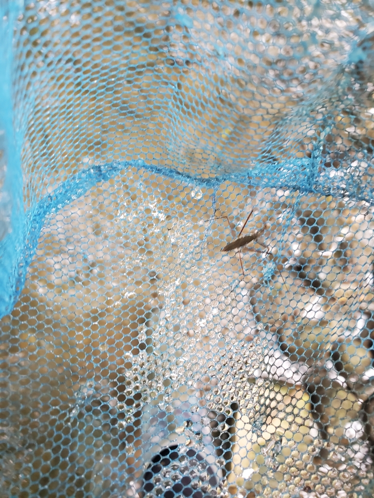 Common Water Strider from Somers, WI, USA on July 1, 2023 at 12:35 PM ...