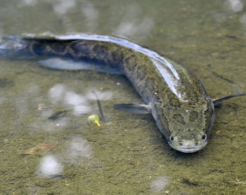 Blotched Snakehead
