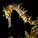 Observation photo