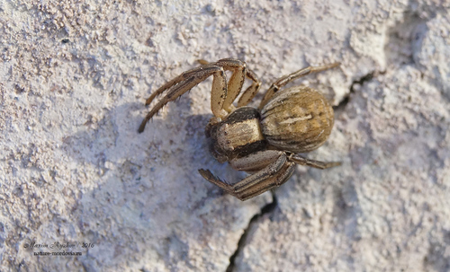 Spiracme striatipes