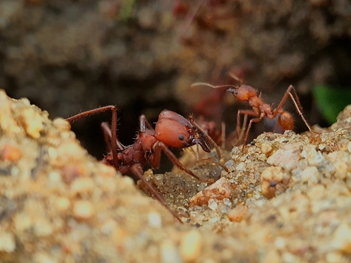 暗首芭切叶蚁Atta opaciceps