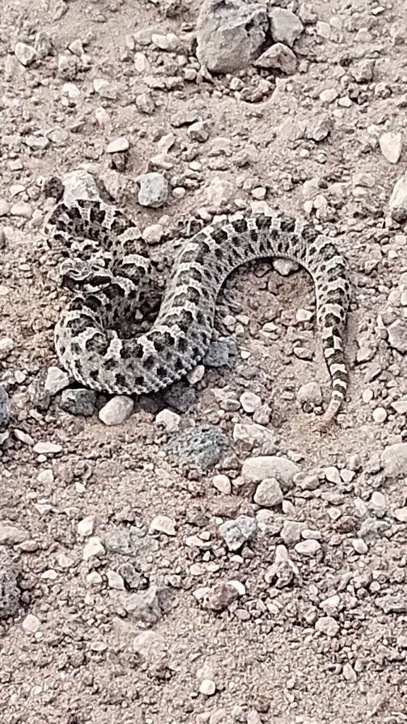 Patagonia Lancehead from Pehuenches, Neuquén, Argentina on April 21 ...