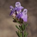 False Rosemary - Photo (c) Susan Moore, all rights reserved, uploaded by Susan Moore