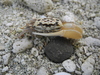 Perplexing Fiddler Crab - Photo (c) 張凱, all rights reserved, uploaded by 張凱