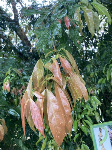 Zygia longifolia - Flores blancas en forma de borla