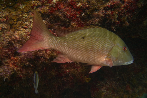 Mutton Snapper