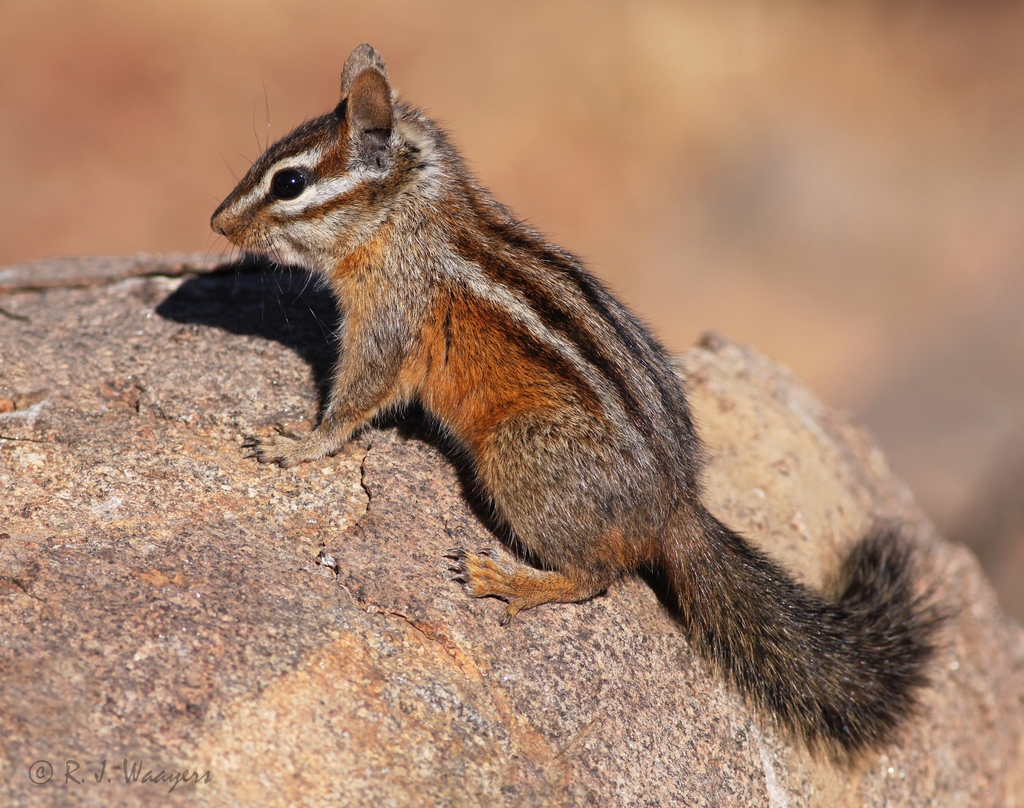 Merriam's chipmunk