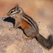 Merriam's Chipmunk - Photo (c) Robyn Waayers, all rights reserved, uploaded by Robyn Waayers