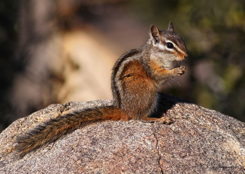 Merriam's Chipmunk