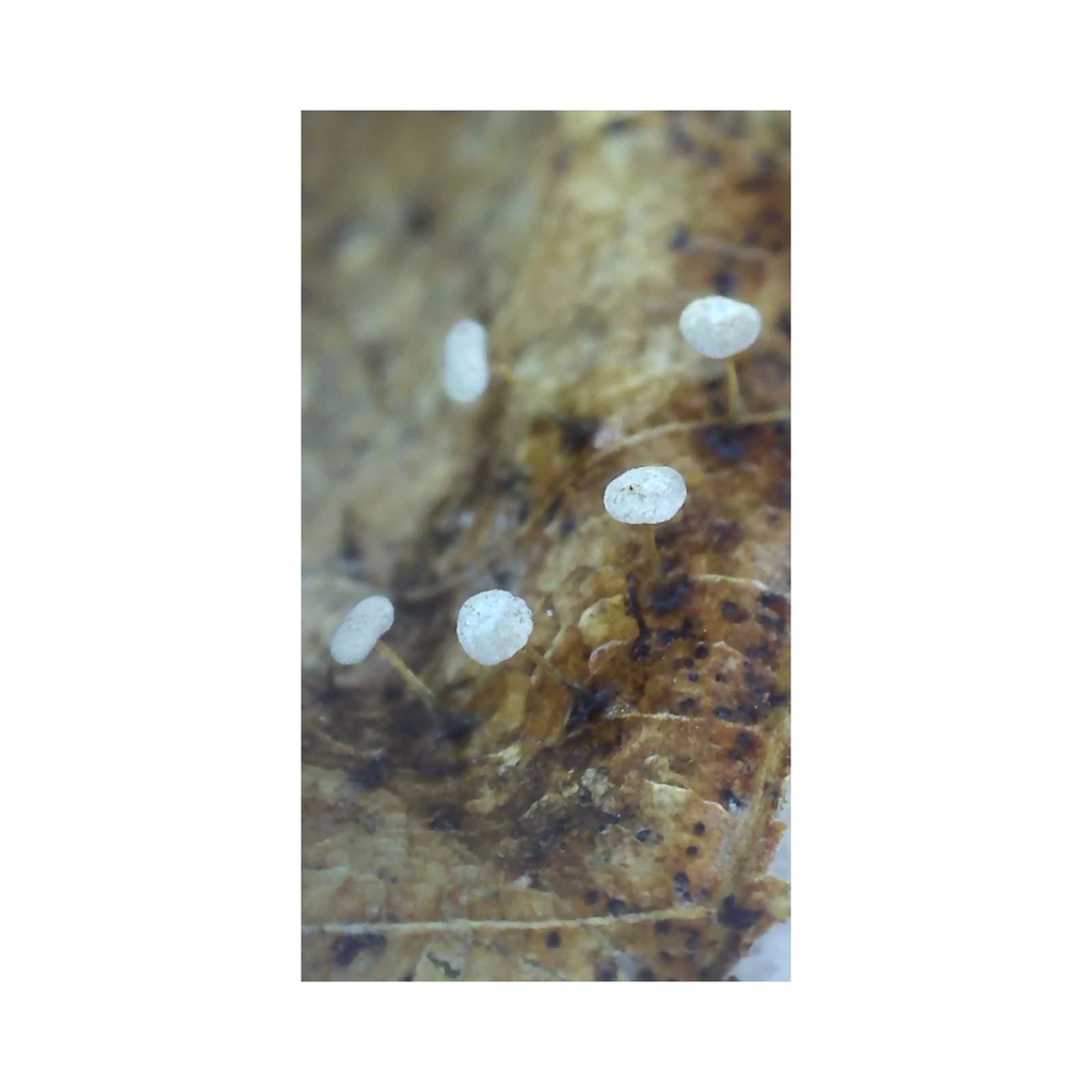Sublate Physarum in July 2023 by Kristina Johnson. Substrate- leaf litter ...