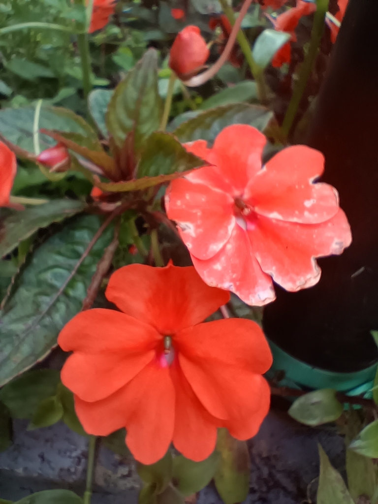 New Guinea Impatiens From Milidhane Tamil Nadu 643217 India On July 2   Large 