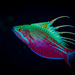 Blue Flasher Wrasse - Photo (c) Tim Cameron, all rights reserved, uploaded by Tim Cameron