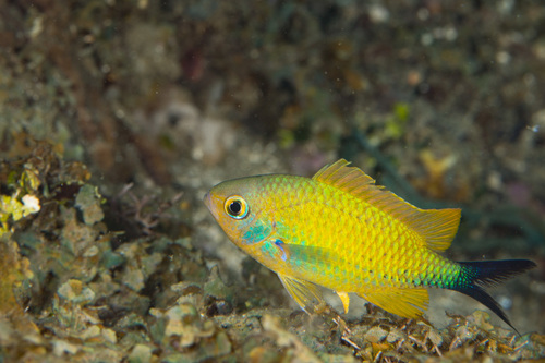 Blue-green Chromis