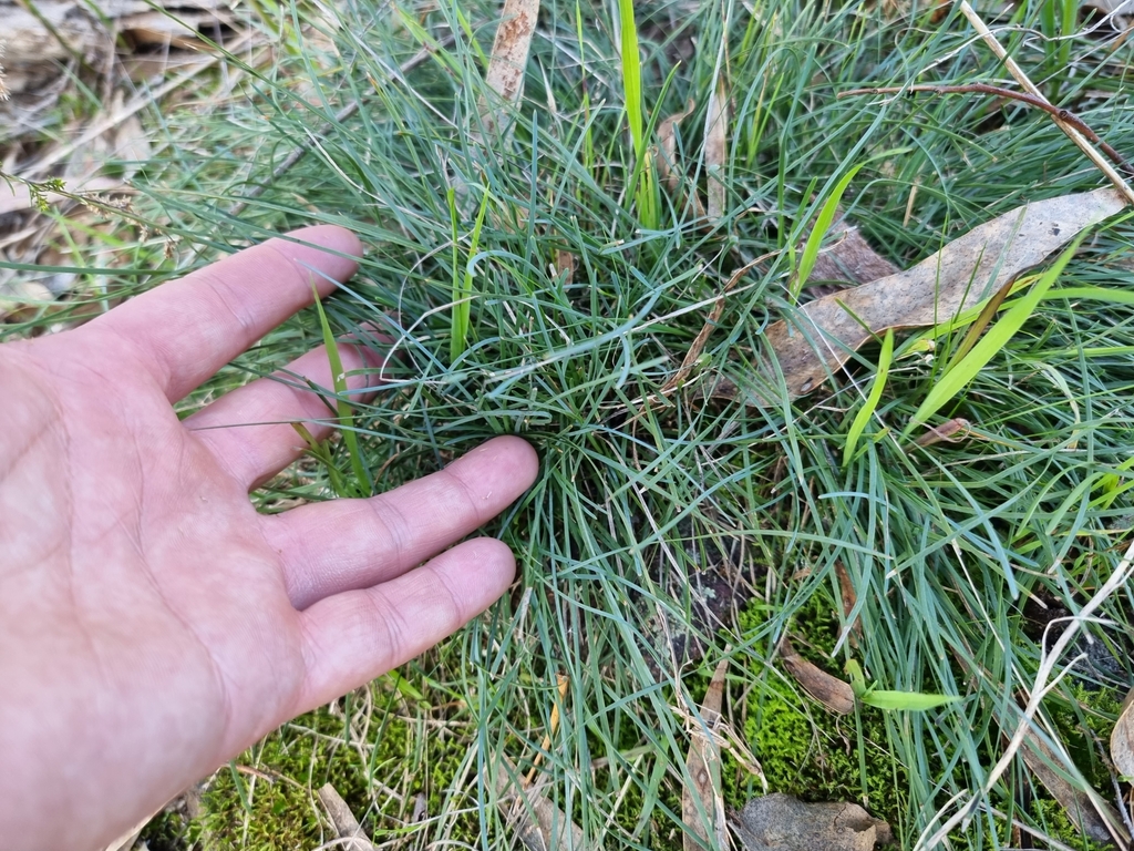 dwarf matrush from Tabilk VIC 3607, Australia on July 2, 2023 at 0205