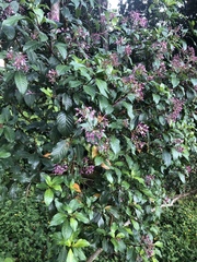 Image of Fuchsia arborescens