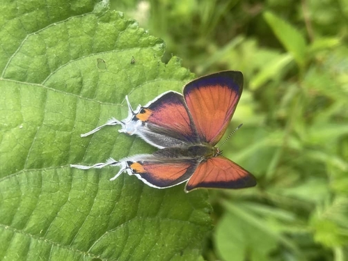 Hypolycaena jacksoni