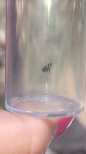 iNaturalist observation photo of Beetles