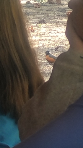 iNaturalist observation photo of American Robin
