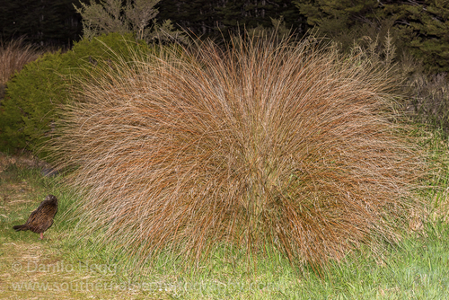 Chionochloa rubra ssp. rubra