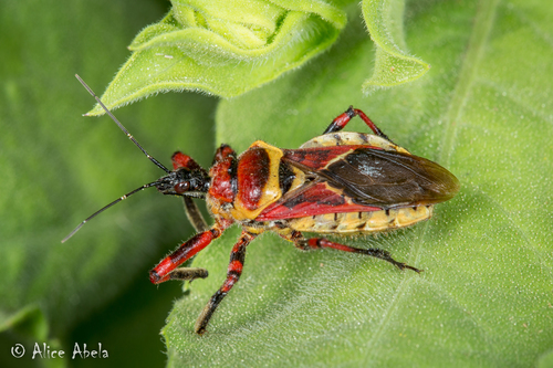 Yellow-bellied Bee Assassin