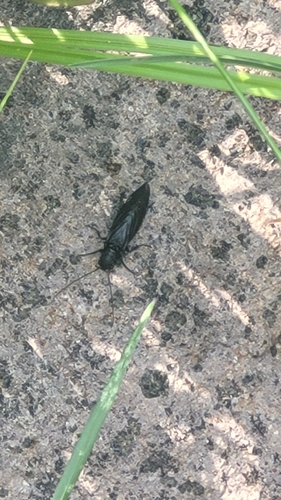iNaturalist observation photo of Beetles