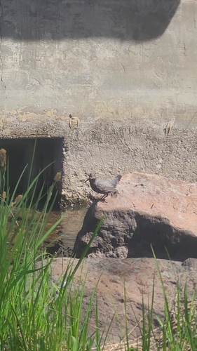 iNaturalist observation photo of American Dipper