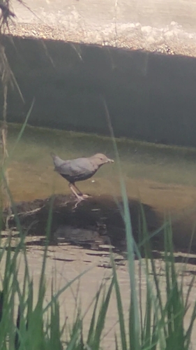 iNaturalist observation photo of American Dipper