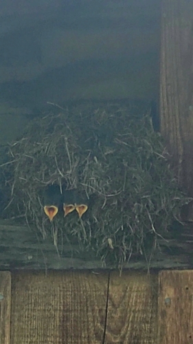 iNaturalist observation photo of American Dipper
