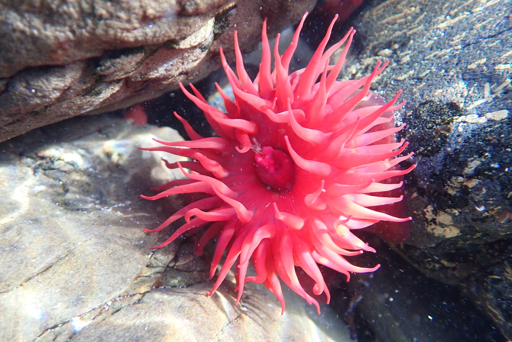 Waratah Anemone from King Island, TAS, Australia on July 2, 2023 at 12: ...