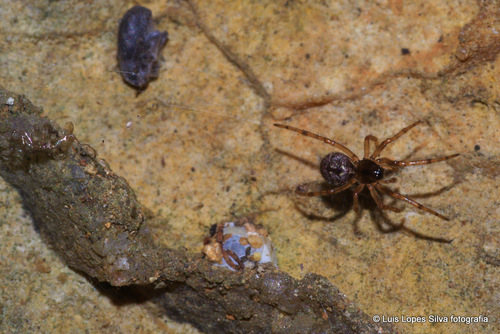 Spiders Of The Canary Islands · Inaturalist