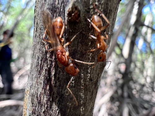 Camponotus isabellaeCamponotus isabellae
