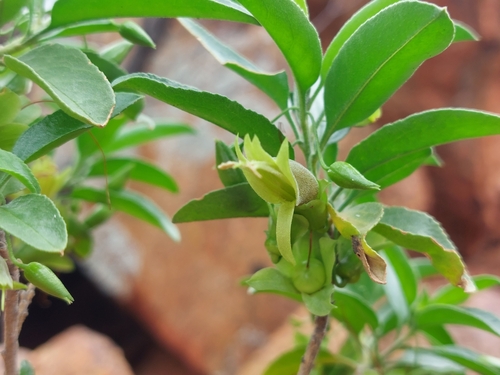 green emu-bush