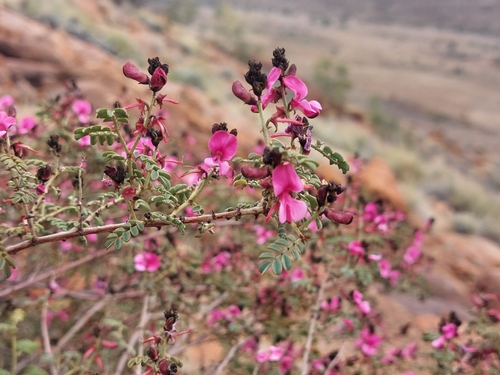 Indigofera helmsii