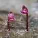 Utricularia simmonsii - Photo (c) Boaz Ng, all rights reserved, uploaded by Boaz Ng