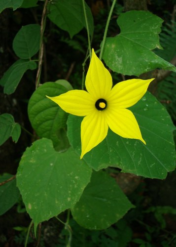 Schizocarpum parviflorum Rob. & Greenm.