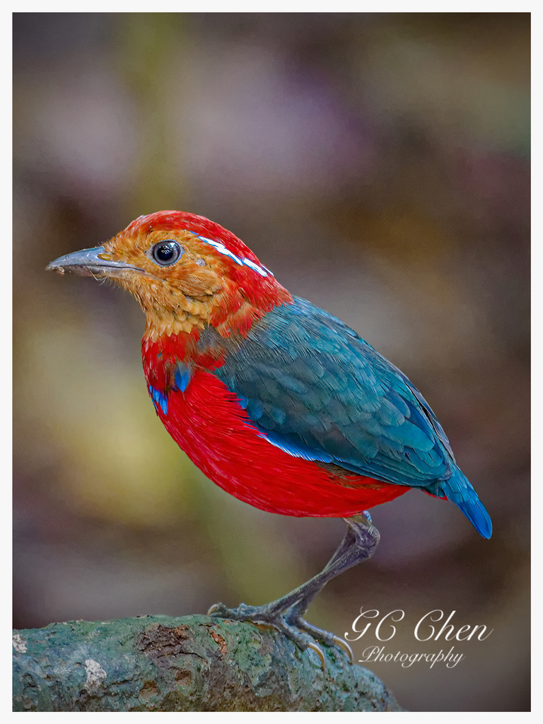 Blue-banded Pitta photo